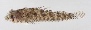  ( - FUT-336)  @11 [ ] CreativeCommons  Attribution Non-Commercial (by-nc) (2016) Unspecified Smithsonian Institution National Museum of Natural History