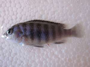  (Labidochromis - KW12-AT074)  @14 [ ] CreativeCommons - Attribution Non-Commercial Share-Alike (2012) SAIAB SAIAB