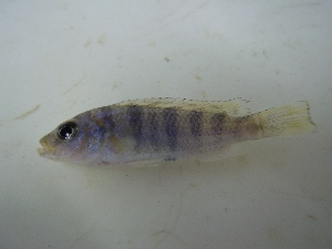  (Placidochromis milomo - KW11T107)  @14 [ ] CreativeCommons - Attribution Non-Commercial Share-Alike (2011) SAIAB SAIAB