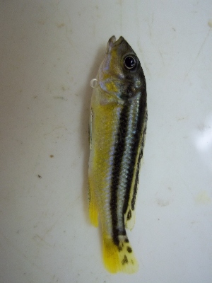  (Melanochromis chipokae - KW11T156)  @14 [ ] CreativeCommons - Attribution Non-Commercial Share-Alike (2011) SAIAB SAIAB