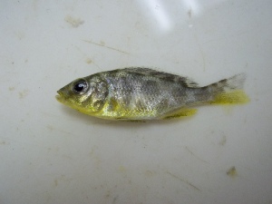  (Nimbochromis venustus - KW11T161)  @12 [ ] CreativeCommons - Attribution Non-Commercial Share-Alike (2011) SAIAB SAIAB