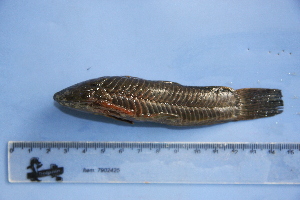  (Callichthys callichthys - UNMDP-T 2882)  @11 [ ] Unspecified (default): All Rights Reserved  Unspecified Unspecified