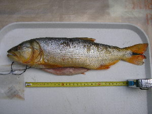  ( - UNMDP-T 3398)  @11 [ ] Unspecified (default): All Rights Reserved  Unspecified Unspecified