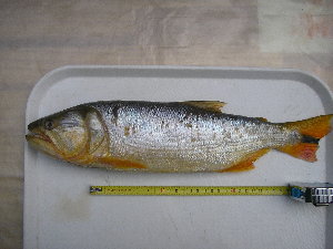  ( - UNMDP-T 3399)  @11 [ ] Unspecified (default): All Rights Reserved  Unspecified Unspecified