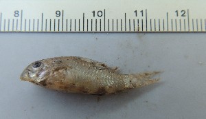  ( - UNMDP-T 3778)  @11 [ ] Unspecified (default): All Rights Reserved  Unspecified Unspecified