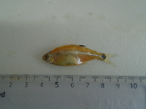  ( - UNMDP-T 5044)  @11 [ ] Unspecified (default): All Rights Reserved  Unspecified Unspecified