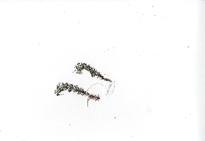  ( - RO_048)  @11 [ ] Copyright (2016) Ryan. D. Orton African Centre for DNA Barcoding