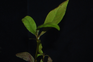  (Alternanthera sessilis - RO_136)  @11 [ ] Copyright (2016) Ryan. D. Orton African Centre for DNA Barcoding