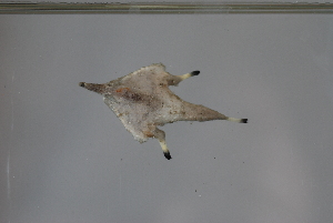  (Ogcocephalus corniger - FWRI00180)  @11 [ ] CreativeCommons - Attribution Non-Commercial (2011) Smithsonian Institution Smithsonian Institution