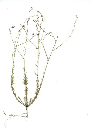  (Lobelia capillifolia - CM.620.48)  @11 [ ] Unspecified (default): All Rights Reserved  Unspecified Unspecified
