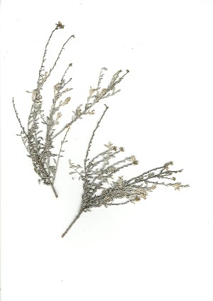  (Helichrysum zeyheri - CM.710.13)  @11 [ ] Unspecified (default): All Rights Reserved  Unspecified Unspecified