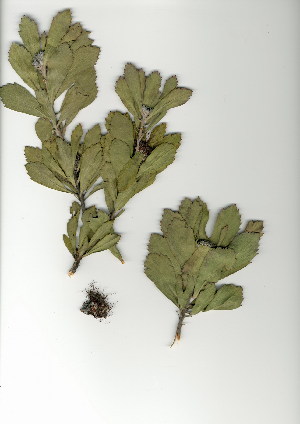  (Leucospermum mundii - EFG.708.20)  @11 [ ] CreativeCommons - Attribution (2012) Unspecified Unspecified