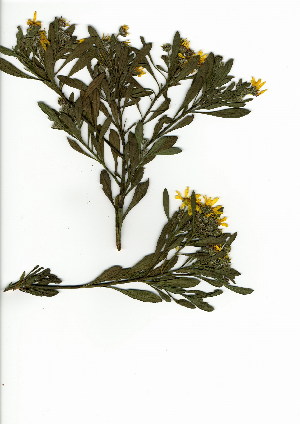  (Osteospermum moniliferum - EFG.712.4)  @11 [ ] CreativeCommons - Attribution (2012) Unspecified Unspecified