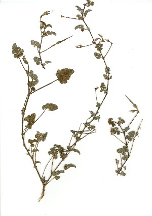  (Pelargonium candicans - JAS.709.19)  @11 [ ] Unspecified (default): All Rights Reserved  Unspecified Unspecified