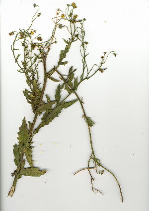  (Osteospermum rigidum - SM.724.35)  @11 [ ] CreativeCommons - Attribution (2012) Unspecified Unspecified