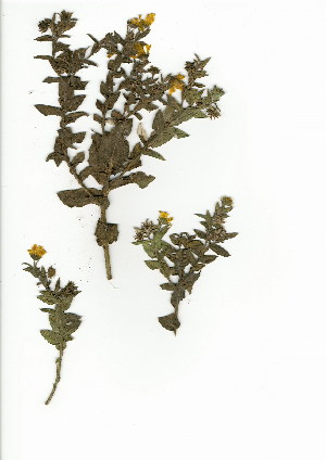  (Osteospermum ilicifolium - TEM.622.23)  @11 [ ] CreativeCommons - Attribution (2012) Unspecified Unspecified