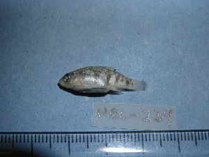  ( - NEC-0234)  @12 [ ] Unspecified (default): All Rights Reserved  Unspecified Unspecified
