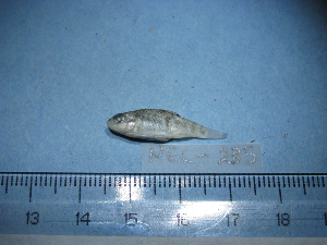  ( - NEC-0235)  @12 [ ] Unspecified (default): All Rights Reserved  Unspecified Unspecified