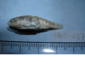  ( - NEC-0237)  @12 [ ] Unspecified (default): All Rights Reserved  Unspecified Unspecified