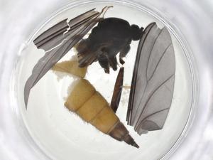  ( - CBG-A21545-A01)  @11 [ ] CreativeCommons - Attribution Share - Alike (2023) Centre for Biodiversity Genomics Centre for Biodiversity Genomics