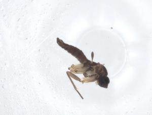  ( - CBG-A21573-G09)  @11 [ ] CreativeCommons - Attribution Share - Alike (2023) Centre for Biodiversity Genomics Centre for Biodiversity Genomics