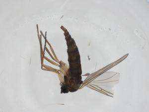  (Scatopsciara fritzi - CBG-A18979-C02)  @11 [ ] CreativeCommons - Attribution Share - Alike (2023) Centre for Biodiversity Genomics Centre for Biodiversity Genomics