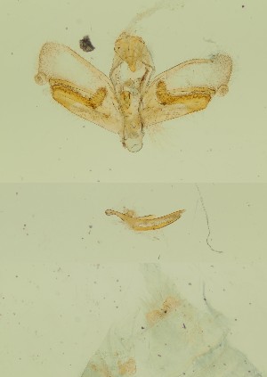  ( - BC ZSM Lep 10062)  @11 [ ] by-nc-sa (2023) SNSB, Staatliche Naturwissenschaftliche Sammlungen Bayerns ZSM (SNSB, Zoologische Staatssammlung Muenchen)