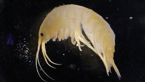  ( - GALP019)  @13 [ ] Copyright (2014) Roman Alther Eawag, Swiss Federal Institute of Aquatic Science and Technology, 8600 Dübendorf, Switzerland