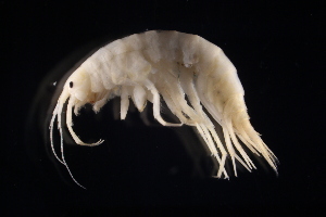  ( - GALP021)  @13 [ ] Copyright (2014) Roman Alther Eawag, Swiss Federal Institute of Aquatic Science and Technology, 8600 Dübendorf, Switzerland