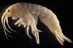  ( - GALP022)  @13 [ ] Copyright (2014) Roman Alther Eawag, Swiss Federal Institute of Aquatic Science and Technology, 8600 Dübendorf, Switzerland