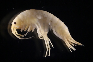  ( - GALP023)  @13 [ ] Copyright (2014) Roman Alther Eawag, Swiss Federal Institute of Aquatic Science and Technology, 8600 Dübendorf, Switzerland