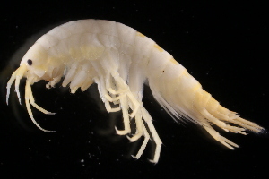  ( - GALP025)  @13 [ ] Copyright (2014) Roman Alther Eawag, Swiss Federal Institute of Aquatic Science and Technology, 8600 Dübendorf, Switzerland