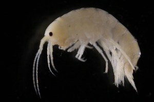  ( - GALP026)  @13 [ ] Copyright (2014) Roman Alther Eawag, Swiss Federal Institute of Aquatic Science and Technology, 8600 Dübendorf, Switzerland