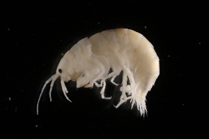  ( - GALP027)  @13 [ ] Copyright (2014) Roman Alther Eawag, Swiss Federal Institute of Aquatic Science and Technology, 8600 Dübendorf, Switzerland