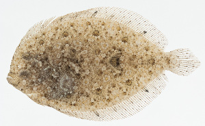  ( - GAM-245)  @11 [ ] CreativeCommons  Attribution Non-Commercial (by-nc) (2010) Unspecified Smithsonian Institution National Museum of Natural History