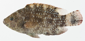  ( - GAM-654)  @11 [ ] CreativeCommons  Attribution Non-Commercial (by-nc) (2010) Unspecified Smithsonian Institution National Museum of Natural History