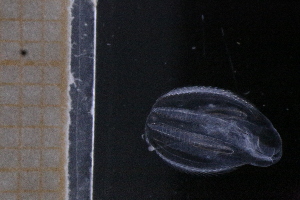  (Euplokamidae - HYPNO_261)  @11 [ ] Creative Commons  Attribution Non-Commercial Share-Alike (2018) Aino Hosia University Museum of Bergen
