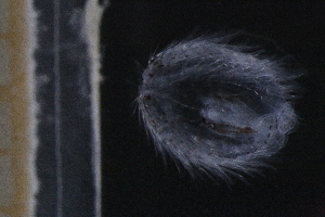  (Euplokamidae - HYPNO_517)  @11 [ ] Creative Commons  Attribution Non-Commercial Share-Alike (2018) Aino Hosia University Museum of Bergen