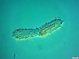  ( - AMU2.16)  @11 [ ] Copyright (2014) Malgorzata Kolicka Department of Animal Taxonomy and Ecology; Adam Mickiewicz University, Poznan