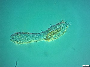  ( - AMU2.16)  @11 [ ] Copyright (2014) Malgorzata Kolicka Department of Animal Taxonomy and Ecology; Adam Mickiewicz University, Poznan
