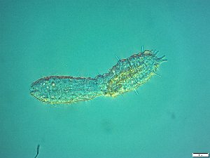  ( - AMU2.16)  @11 [ ] Copyright (2014) Malgorzata Kolicka Department of Animal Taxonomy and Ecology; Adam Mickiewicz University, Poznan