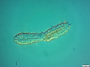  ( - AMU2.16)  @11 [ ] Copyright (2014) Malgorzata Kolicka Department of Animal Taxonomy and Ecology; Adam Mickiewicz University, Poznan