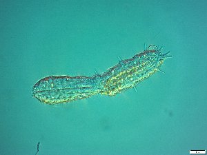  ( - AMU2.16)  @11 [ ] Copyright (2014) Malgorzata Kolicka Department of Animal Taxonomy and Ecology; Adam Mickiewicz University, Poznan