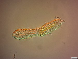  ( - AMU2.16)  @11 [ ] Copyright (2014) Malgorzata Kolicka Department of Animal Taxonomy and Ecology; Adam Mickiewicz University, Poznan