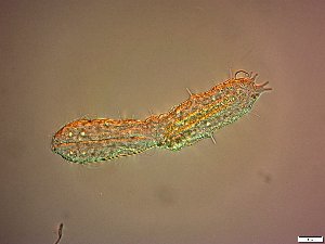  ( - AMU2.16)  @11 [ ] Copyright (2014) Malgorzata Kolicka Department of Animal Taxonomy and Ecology; Adam Mickiewicz University, Poznan