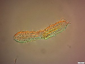  ( - AMU2.16)  @11 [ ] Copyright (2014) Malgorzata Kolicka Department of Animal Taxonomy and Ecology; Adam Mickiewicz University, Poznan