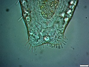  ( - AMU2.3)  @11 [ ] Copyright (2014) Malgorzata Kolicka Department of Animal Taxonomy and Ecology; Adam Mickiewicz University, Poznan