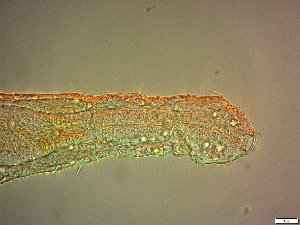  ( - AMU2.3)  @11 [ ] Copyright (2014) Malgorzata Kolicka Department of Animal Taxonomy and Ecology; Adam Mickiewicz University, Poznan