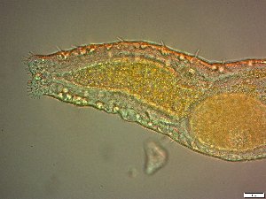  ( - AMU2.3)  @11 [ ] Copyright (2014) Malgorzata Kolicka Department of Animal Taxonomy and Ecology; Adam Mickiewicz University, Poznan