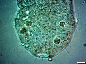  ( - AMU2.3)  @11 [ ] Copyright (2014) Malgorzata Kolicka Department of Animal Taxonomy and Ecology; Adam Mickiewicz University, Poznan